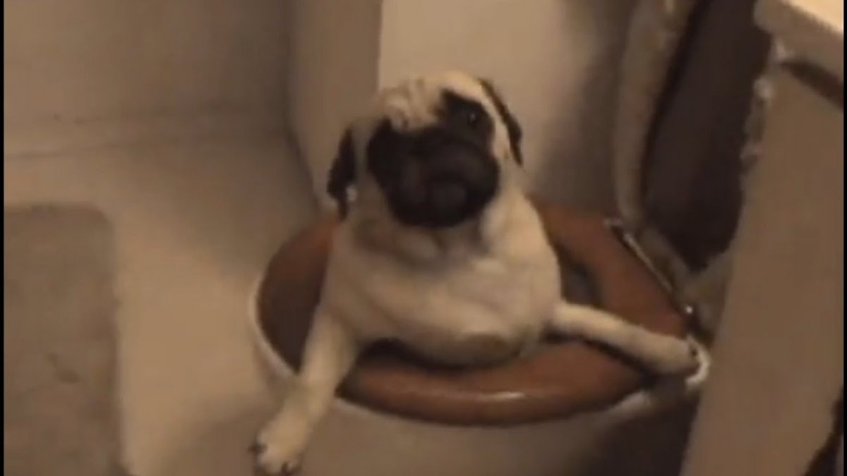 Мопс какает