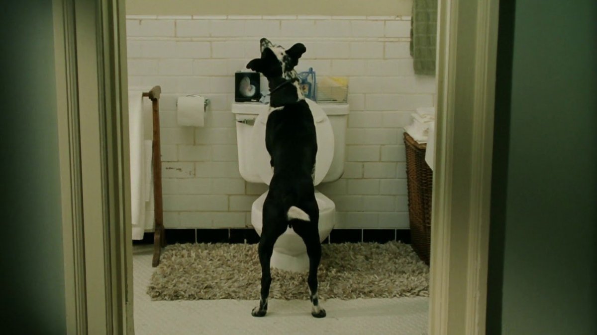 Брюс Всемогущий собака на унитазе