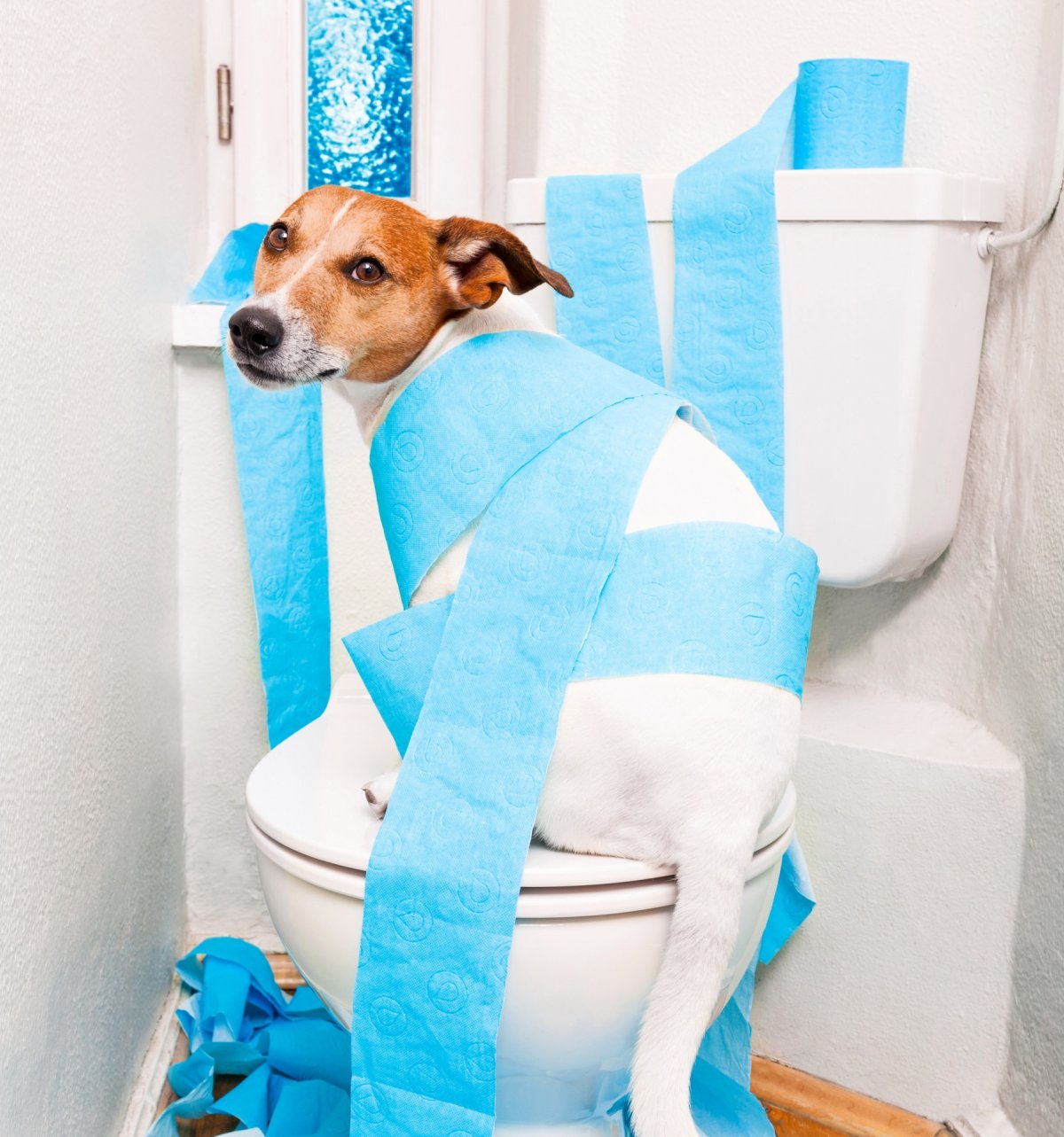 Система приучения кошек к унитазу