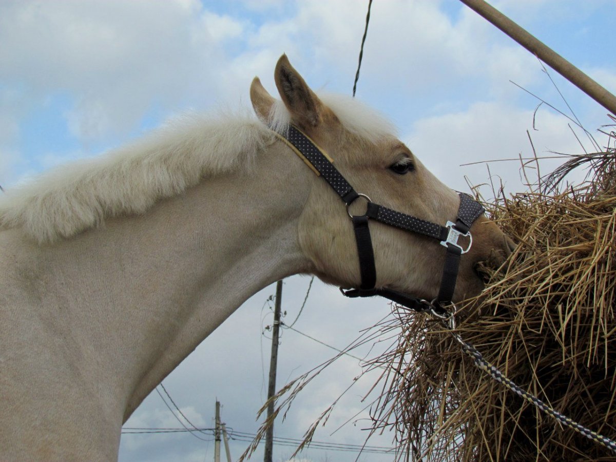 Мартингал упряжной