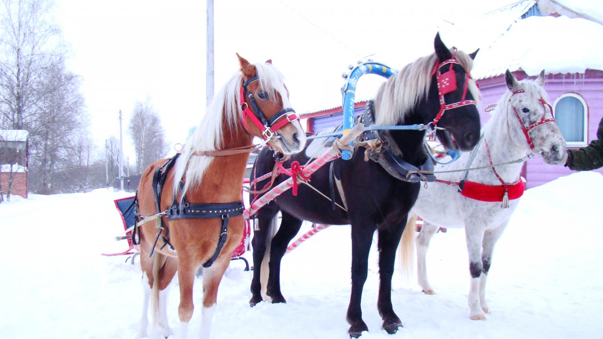 Чересседельник с конской упряжи