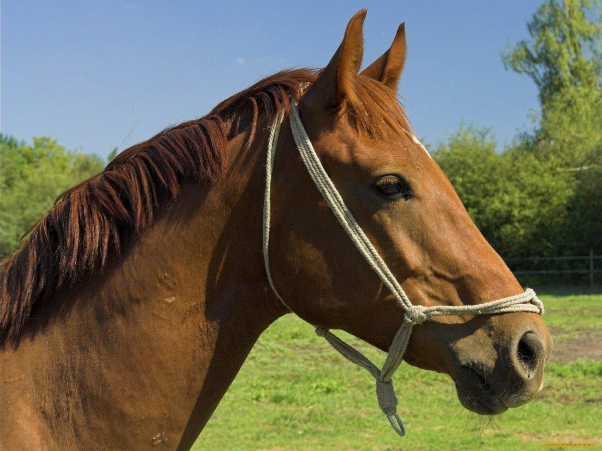 Украшения для лошадей на голову