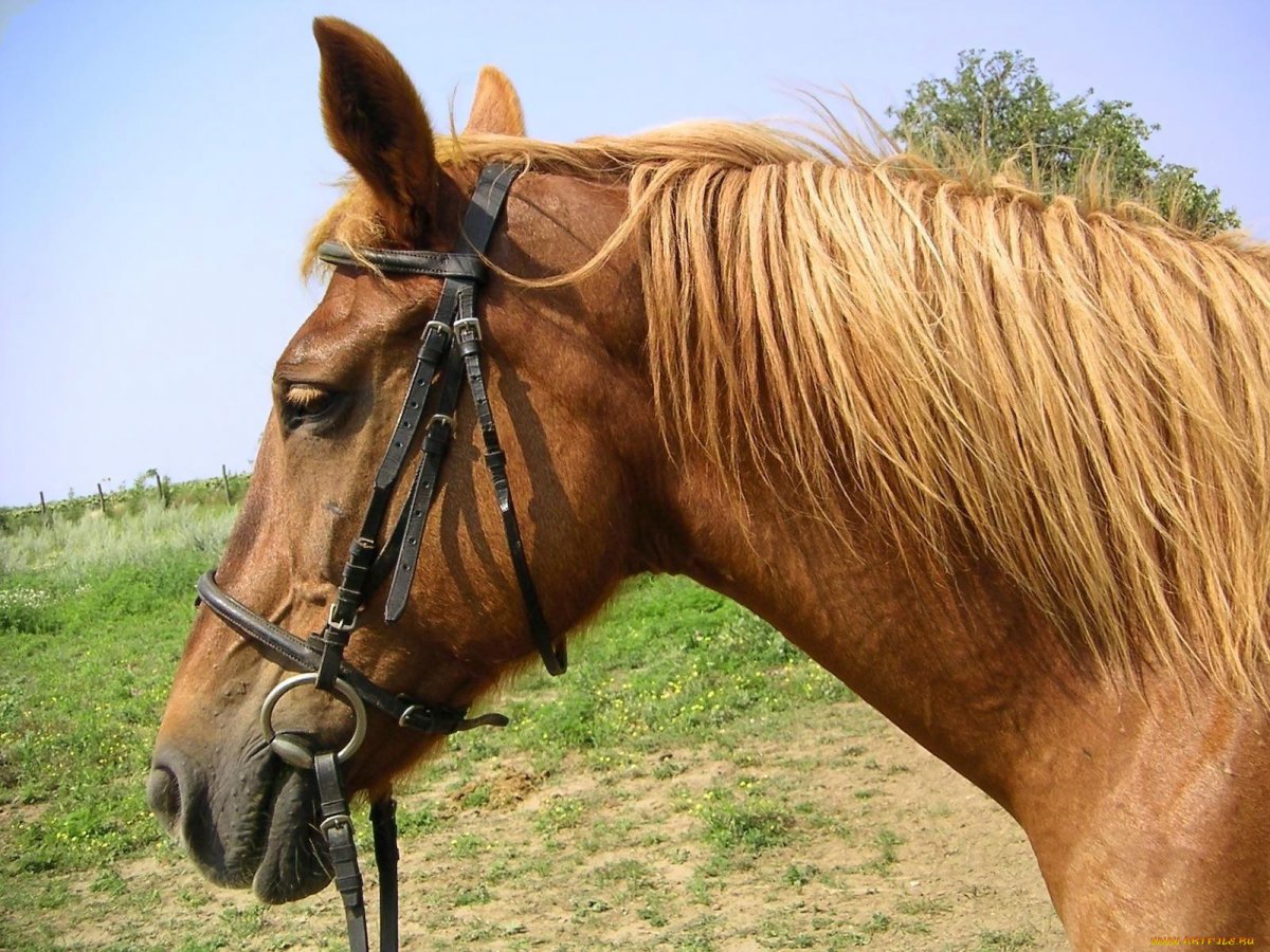 Пристяжной конь