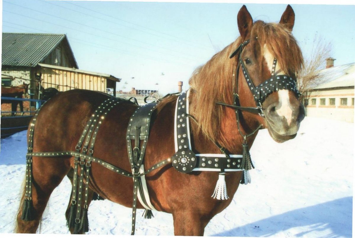 Эквит на белой лошади