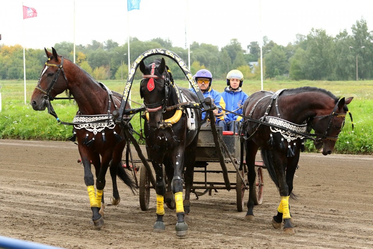 Верхово-вьючные породы лошадей