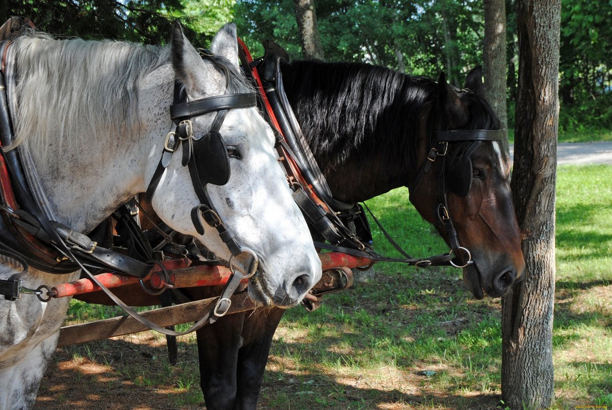 Вороная лошадь в упряжке