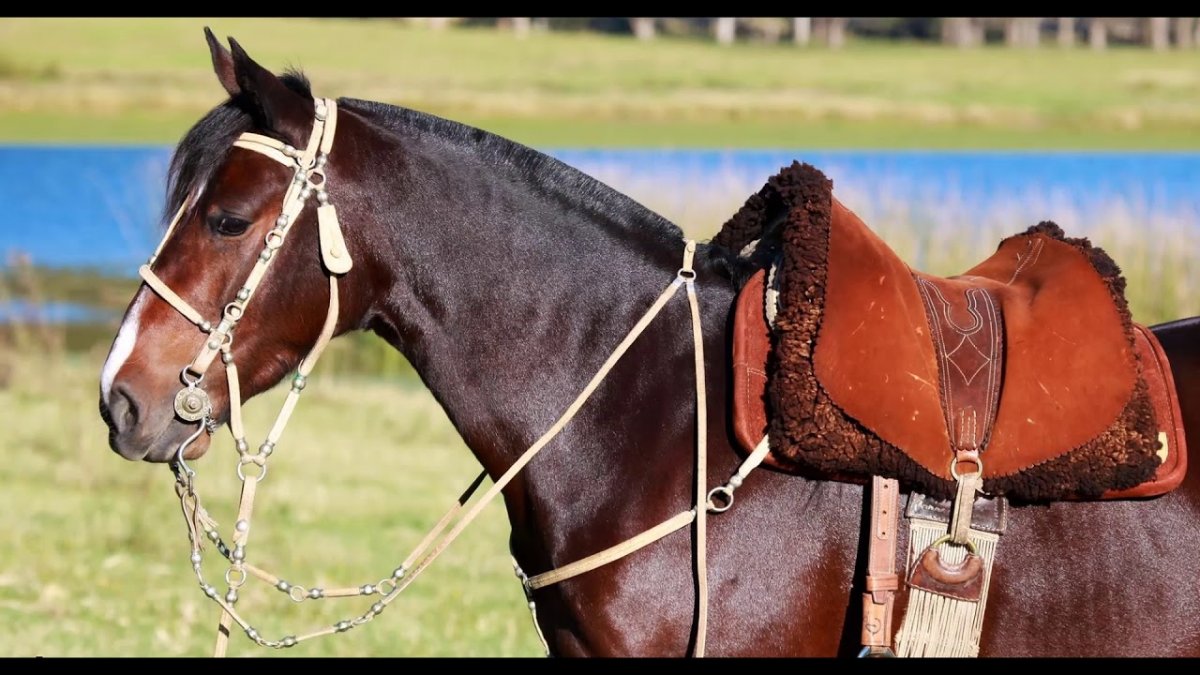 Русский рысак в тройке