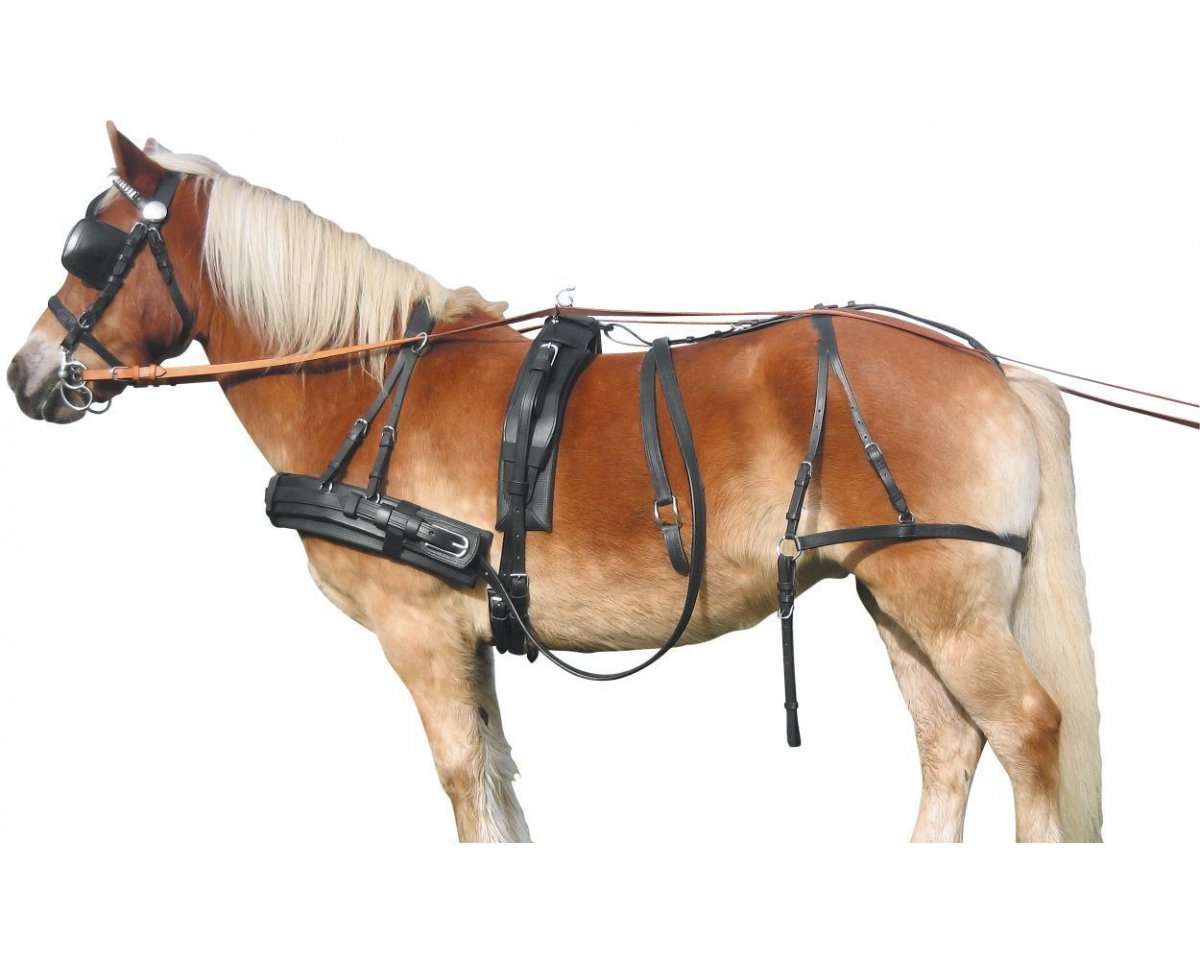 Шамбон для лошади