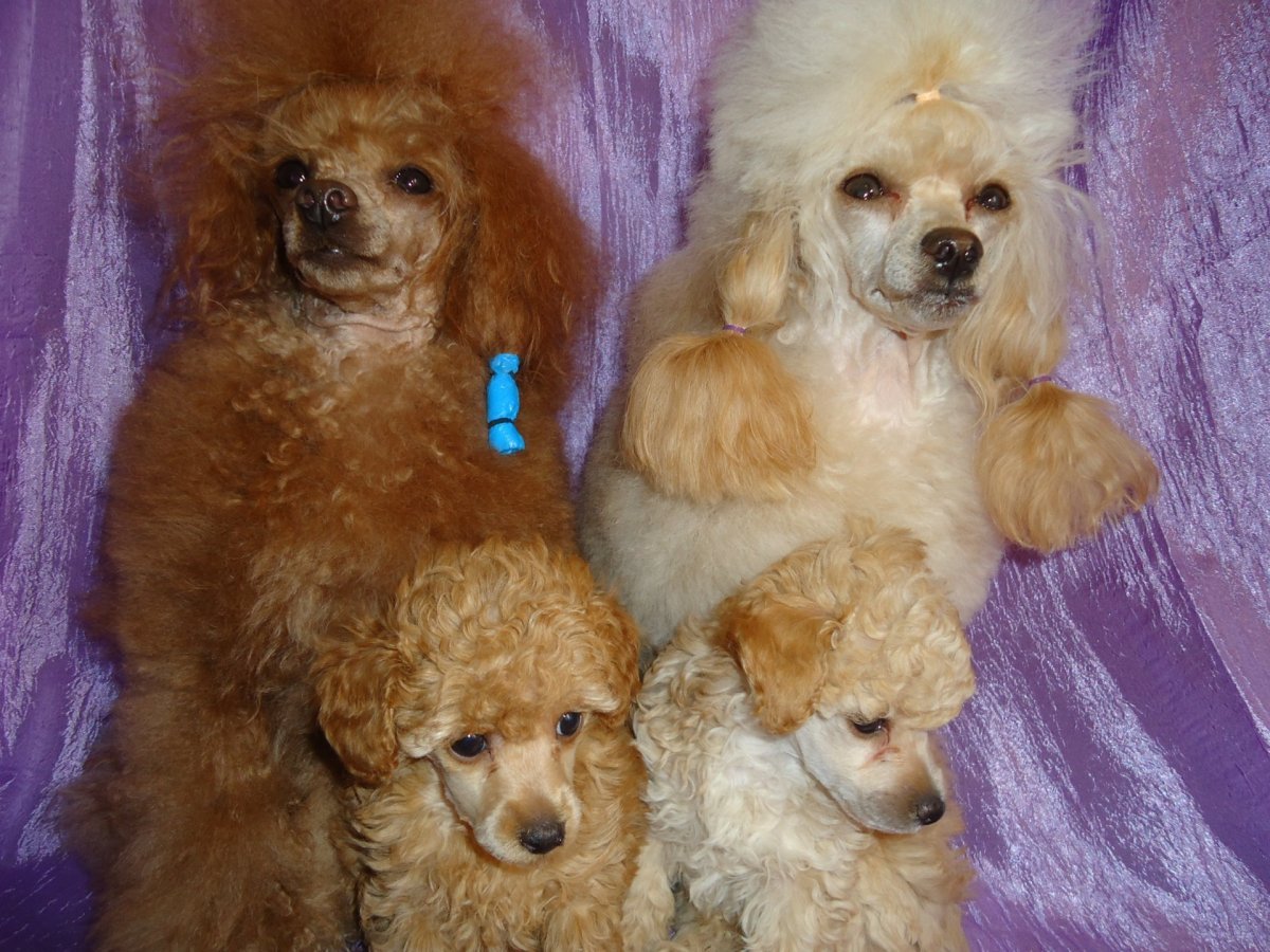 Пудель абрикос нестриженный