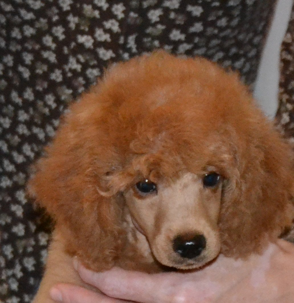 Пудель малый персиковый