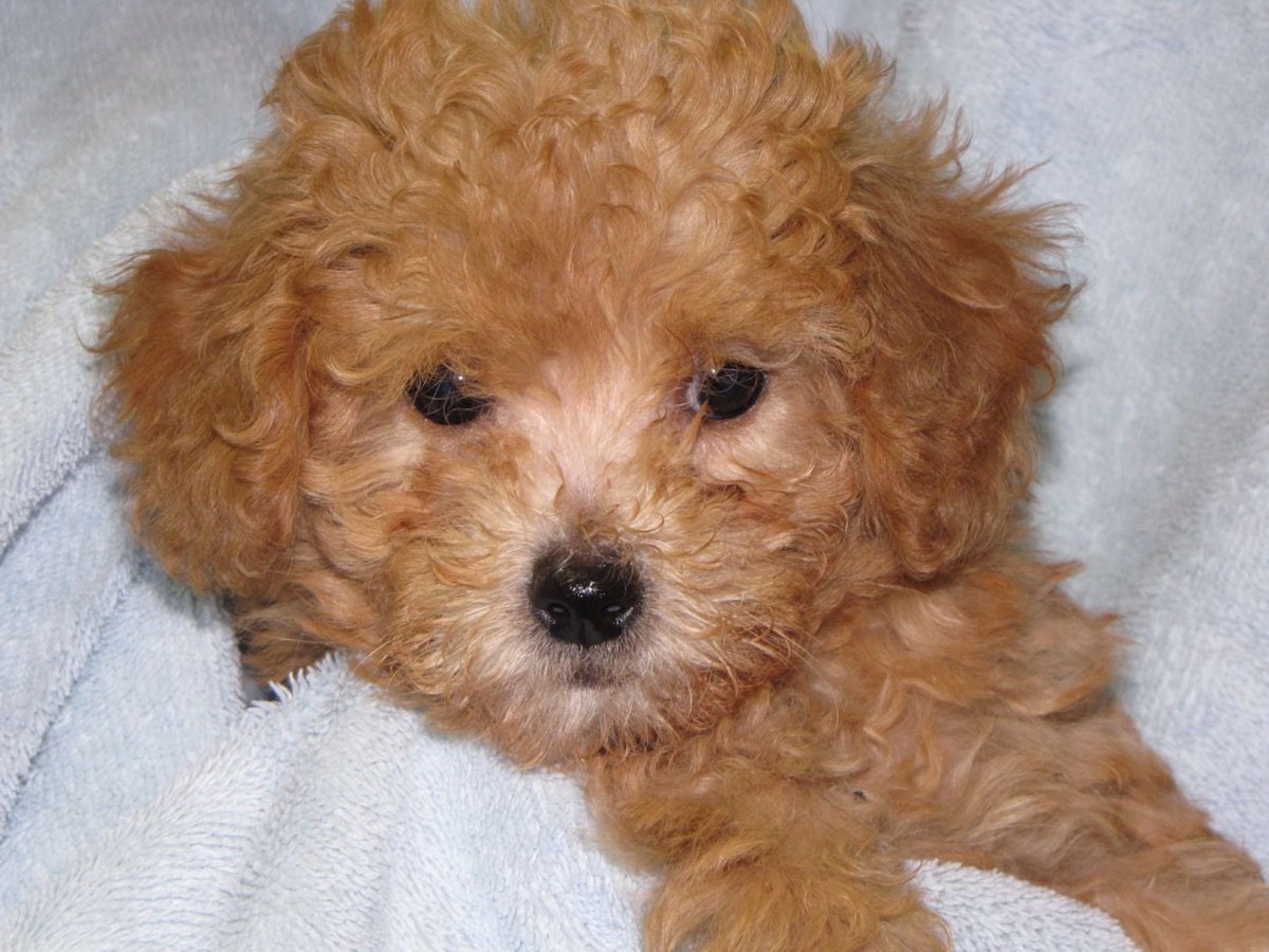 Стрижка кошек пудель