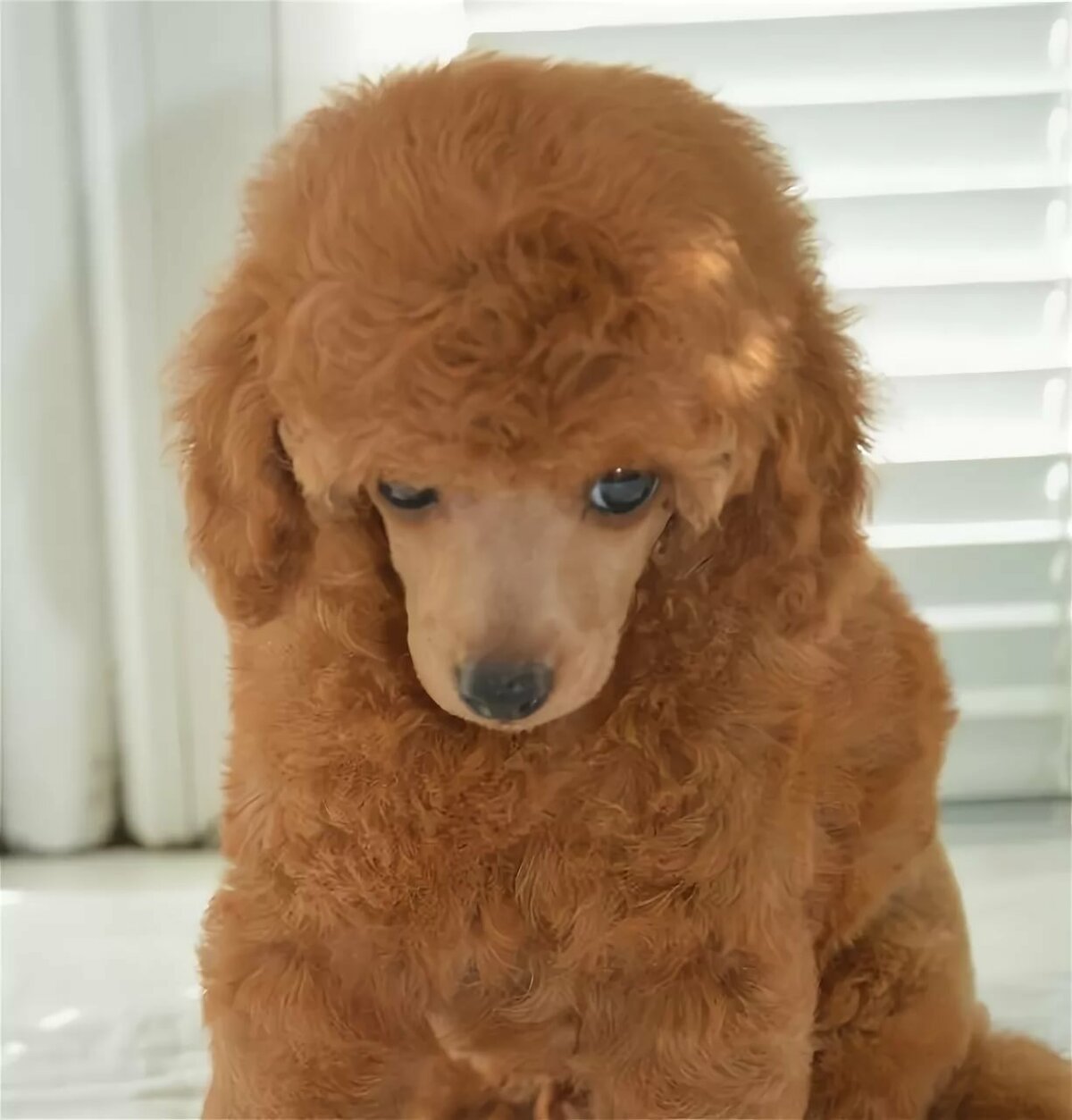 Пудель малый абрикосовый