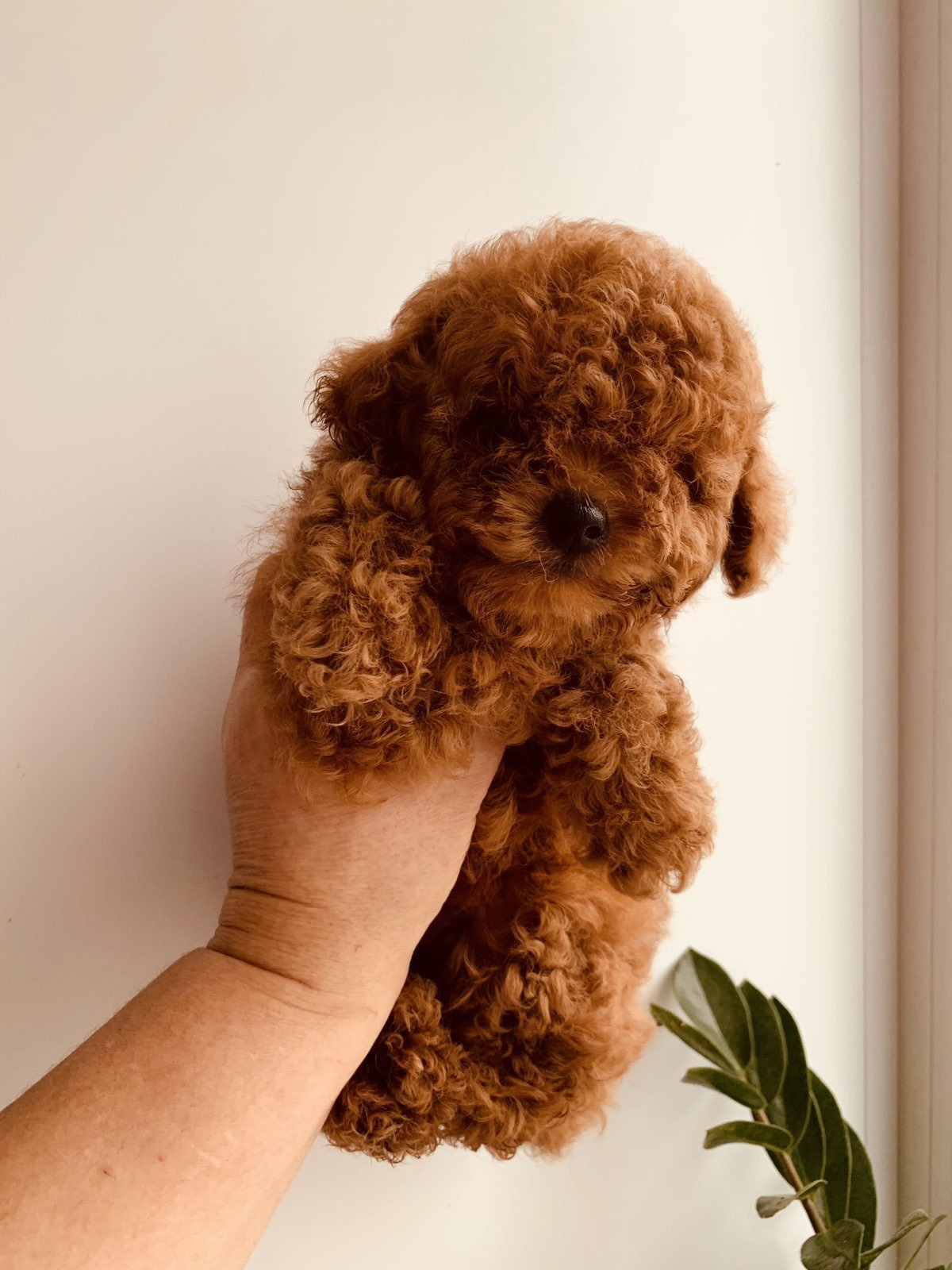 Королевский пудель абрикосовый