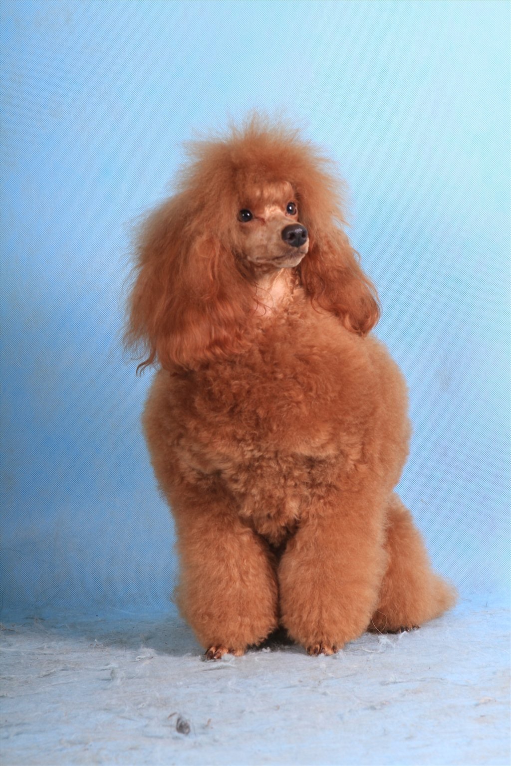 Пудель карликовый абрикосовый