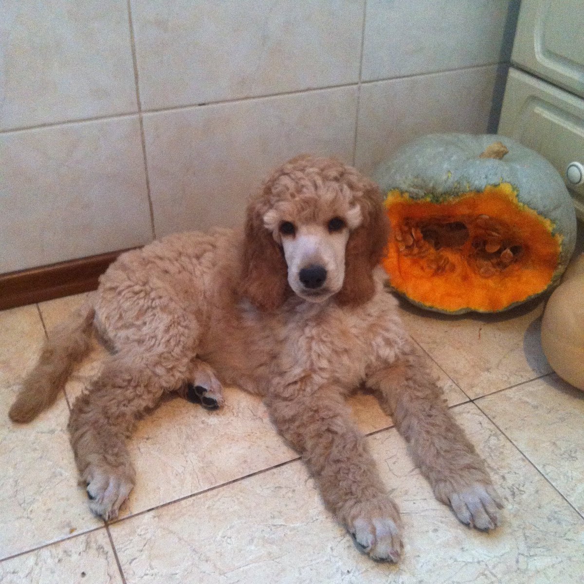 Пудель карликовый абрикосовый