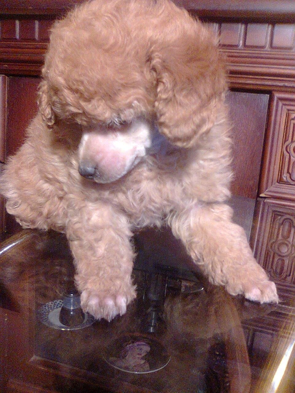 Пудель карликовый абрикосовый