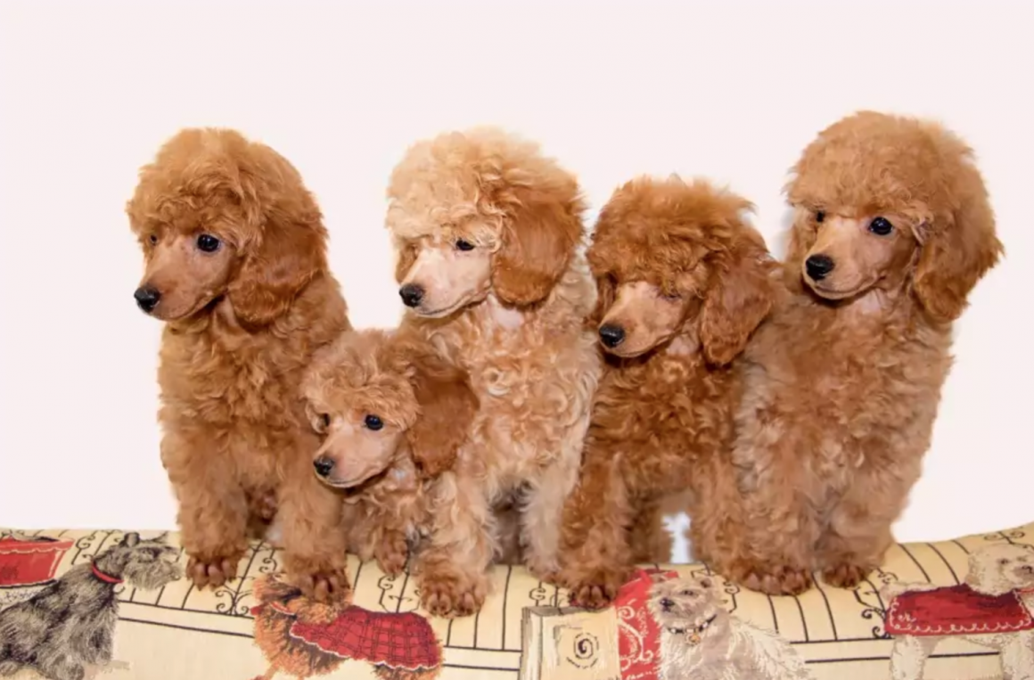 Диза Флейч Голден Лео