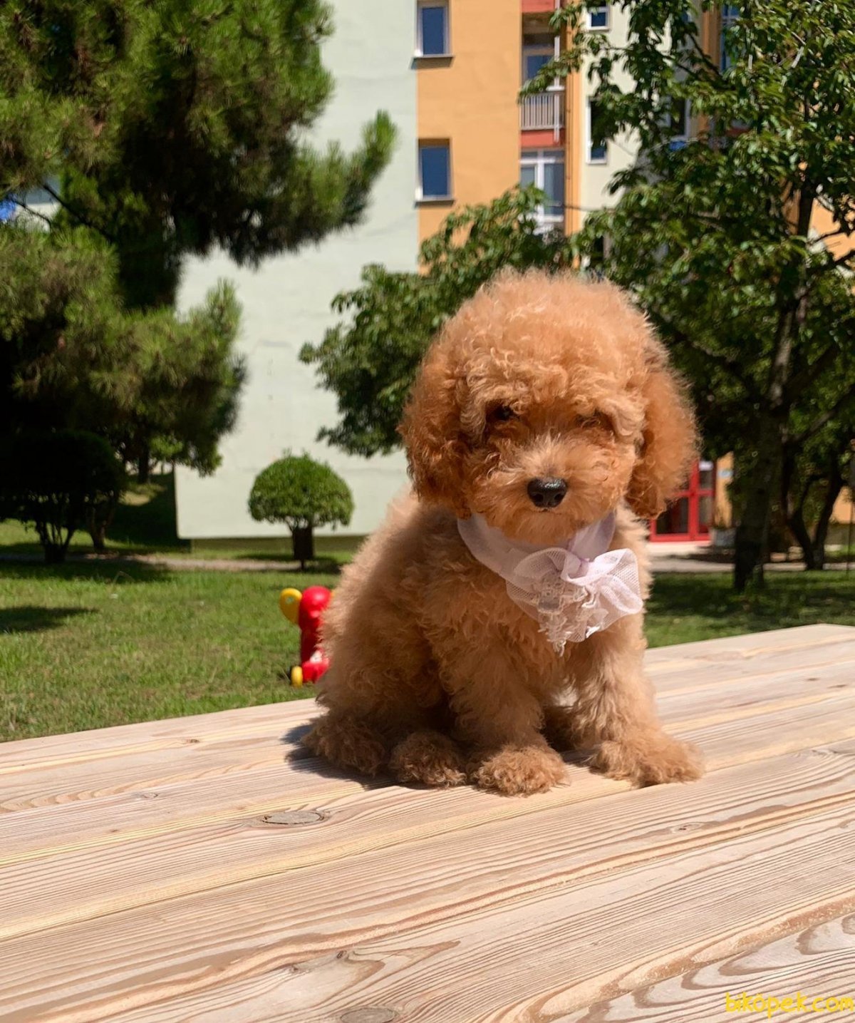 Пудель карликовый абрикосовый