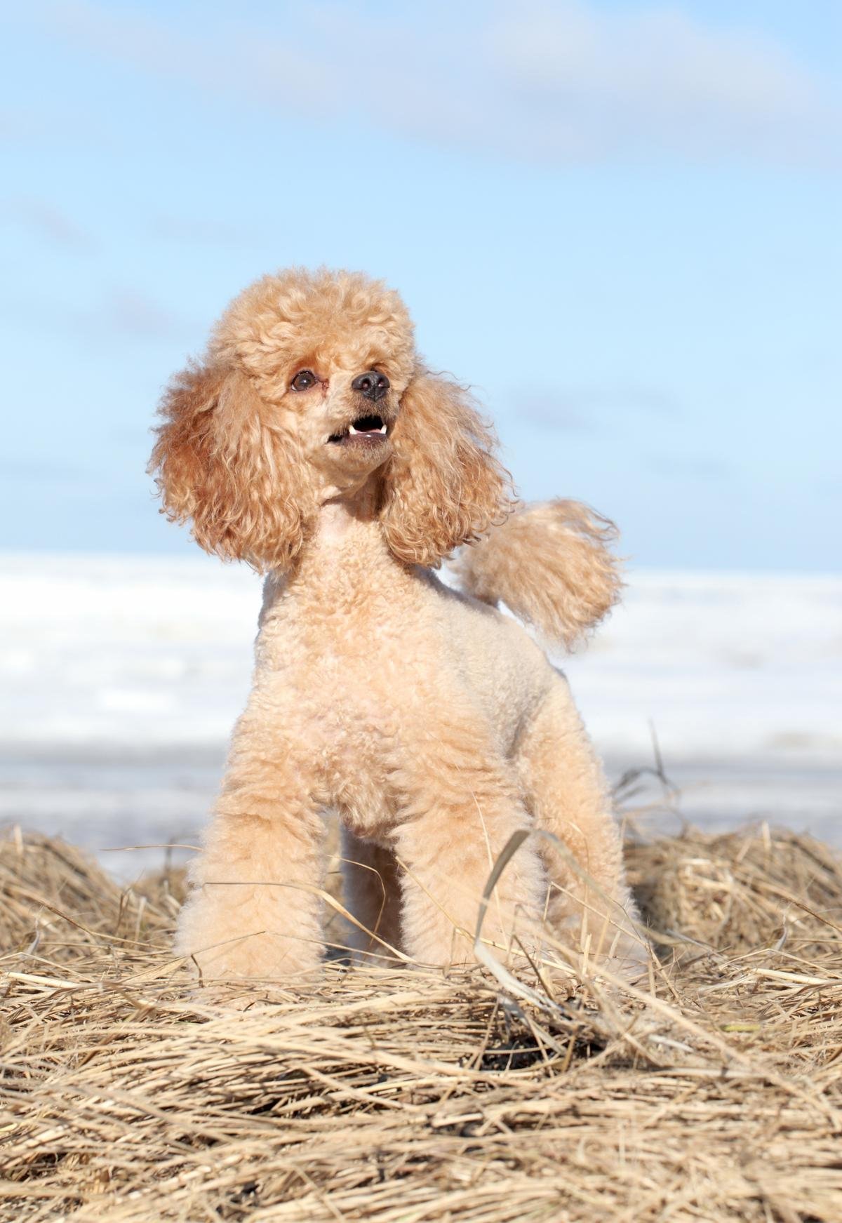 Пудель малый абрикосик