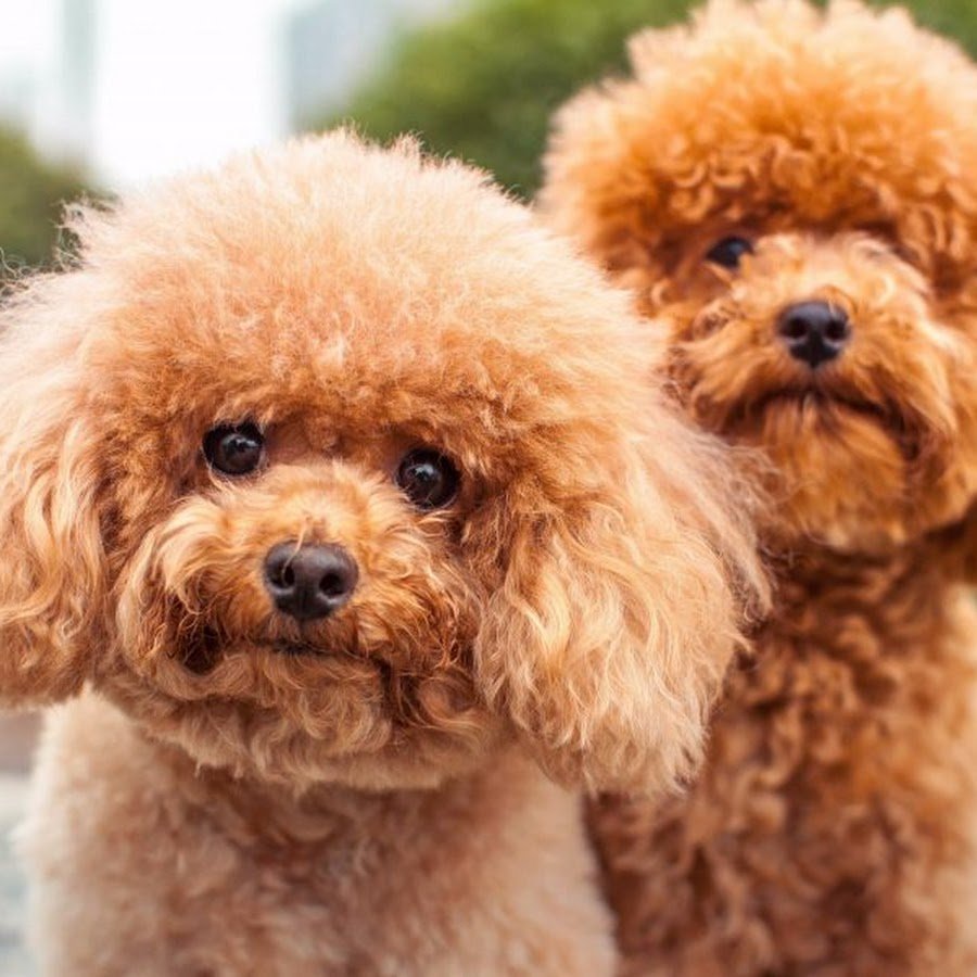 Пудель карликовый абрикосовый