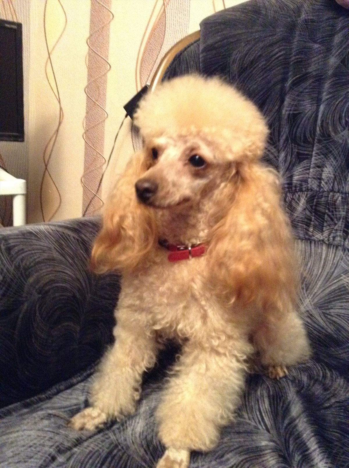 Пудель карликовый купированный