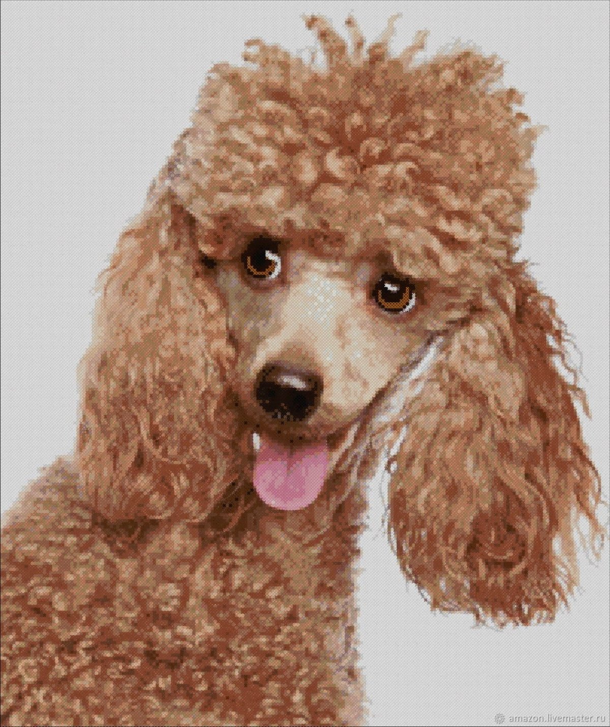 Той пудель абрикос