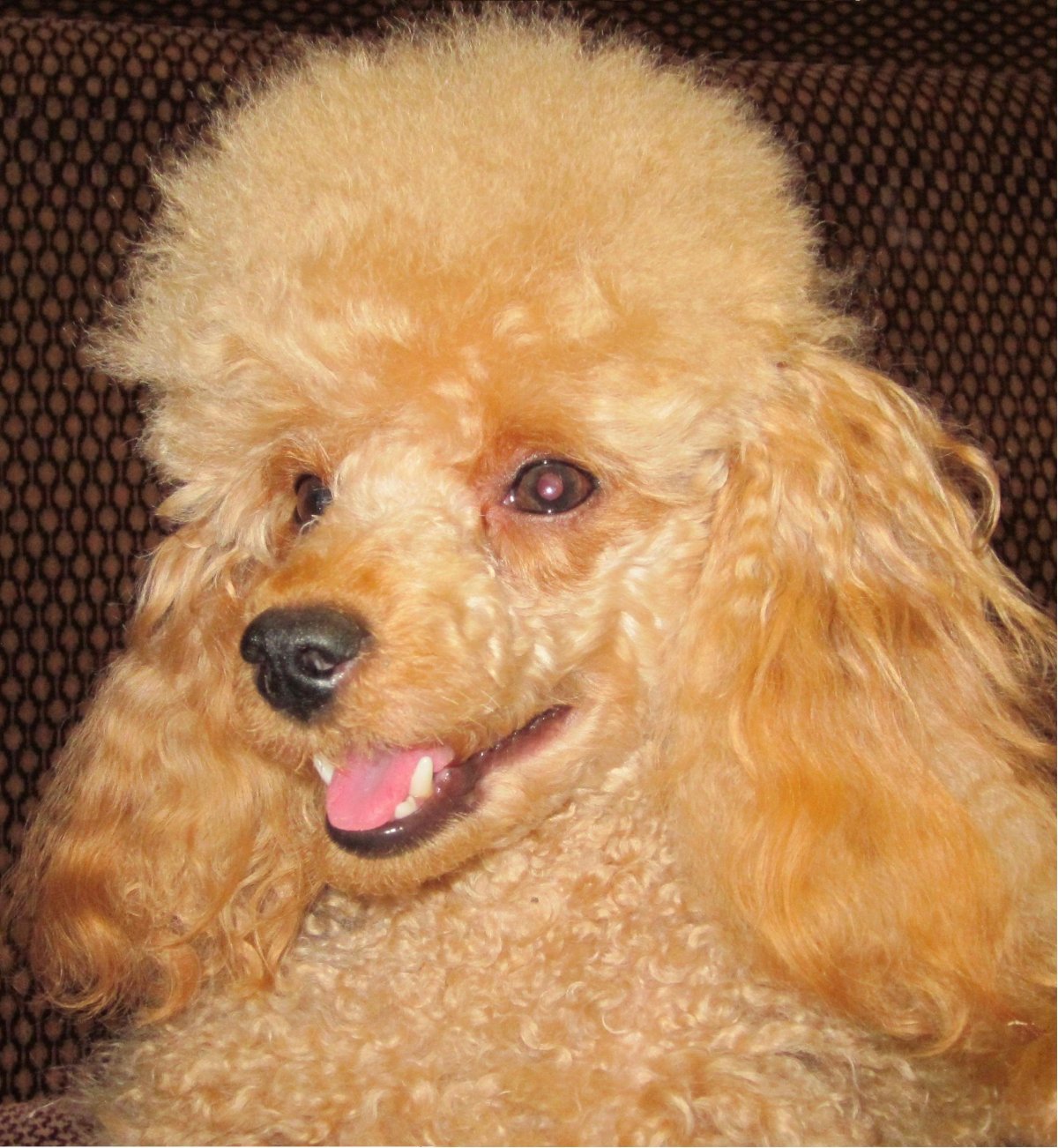 Пудель карликовый абрикосовый