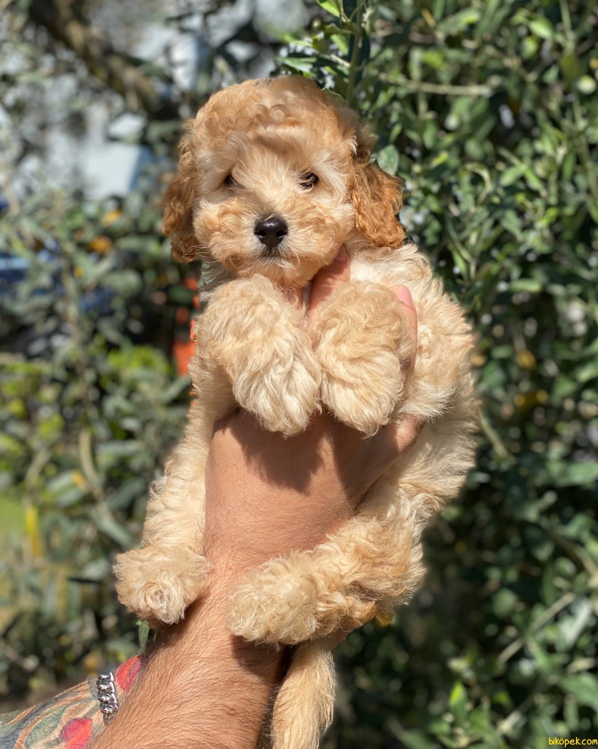 Пудель абрикосовый большой