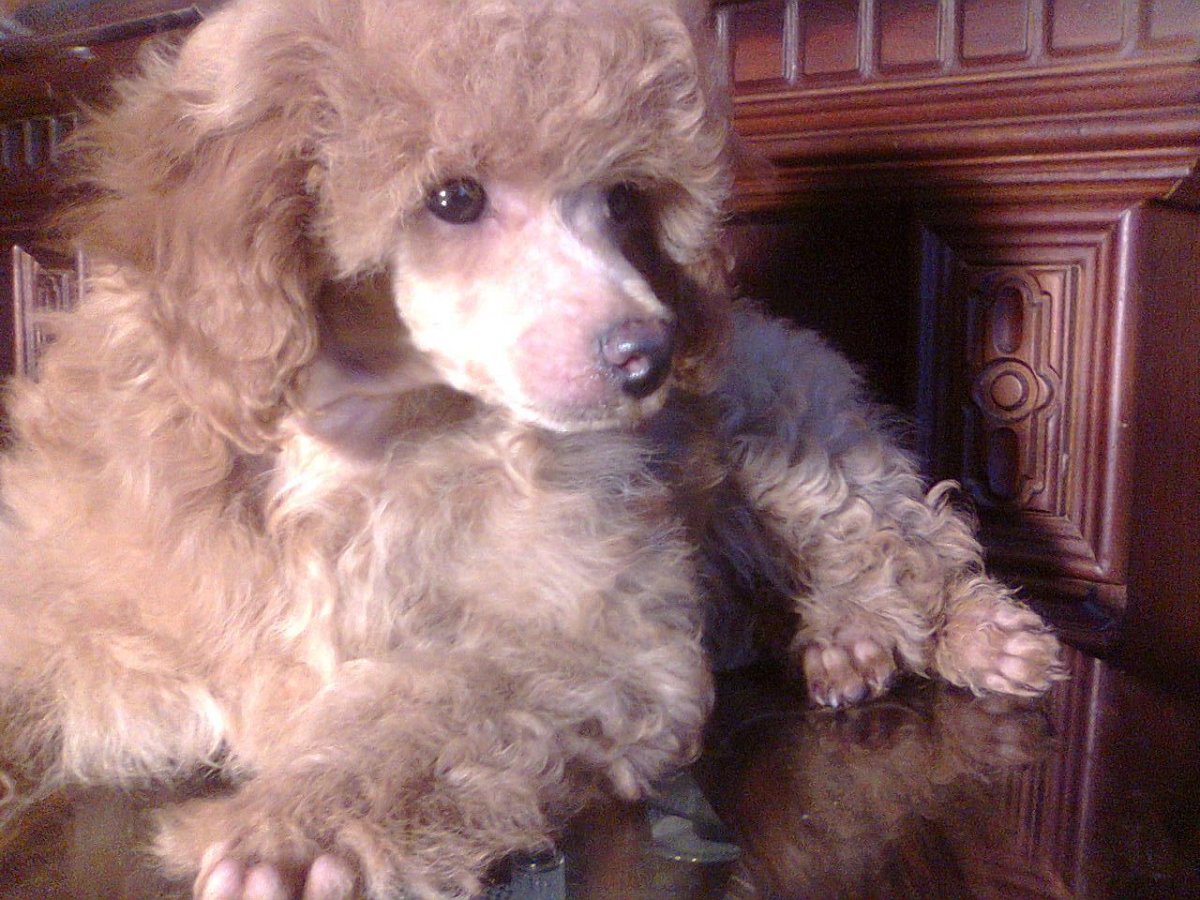 Пудель абрикосовый