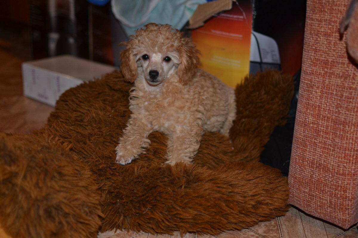 Средний пудель абрикосовый