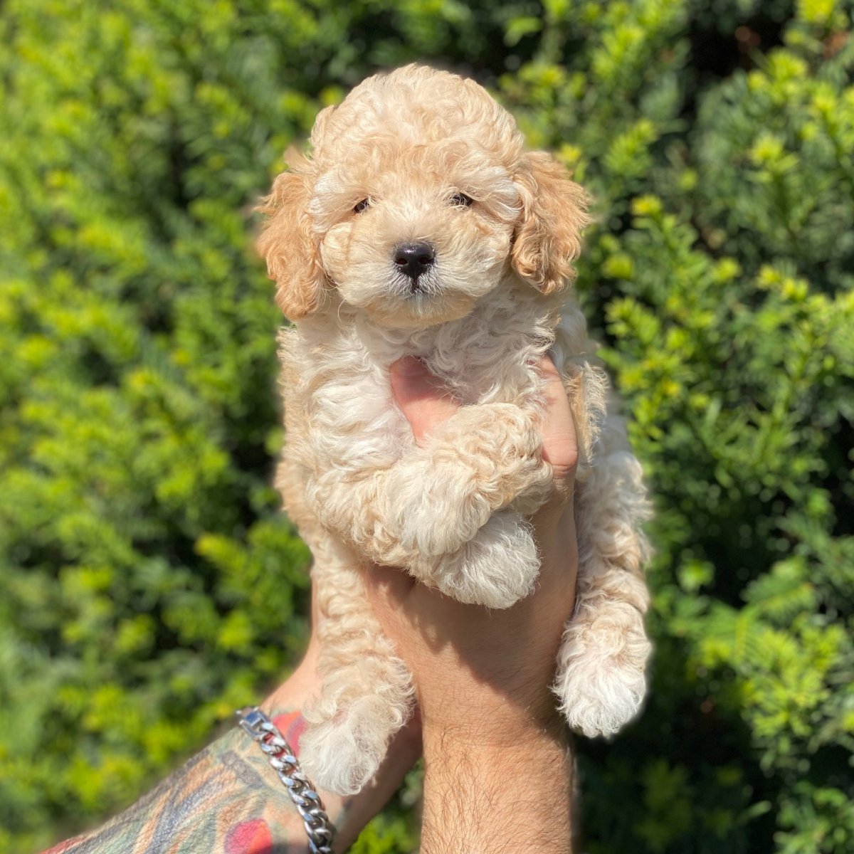 Королевский пудель персиковый