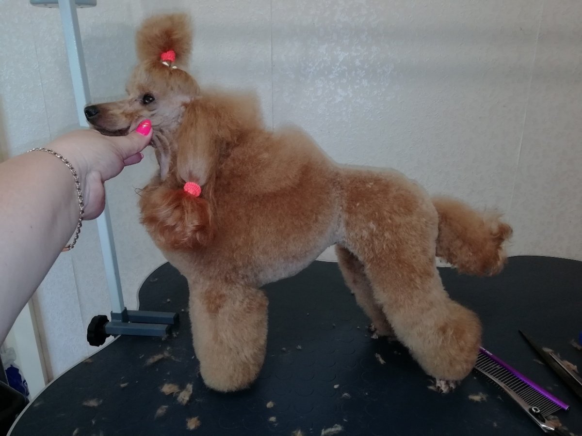 Карликовый пудель абрикос