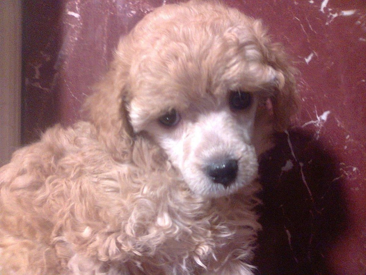 Той пудель абрикосовый