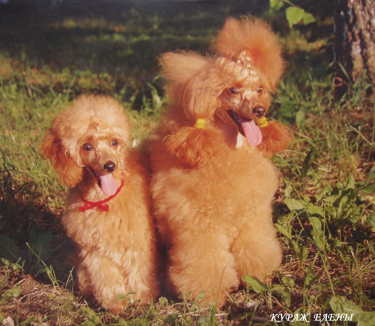 Абрикосовый пудель карликовый мини