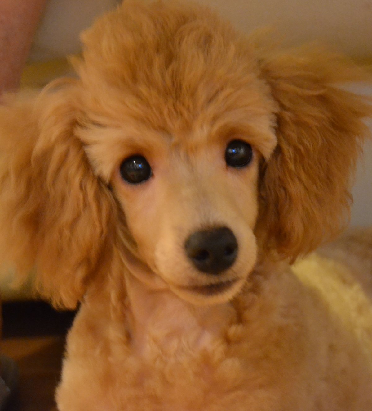 Той пудель абрикосовый