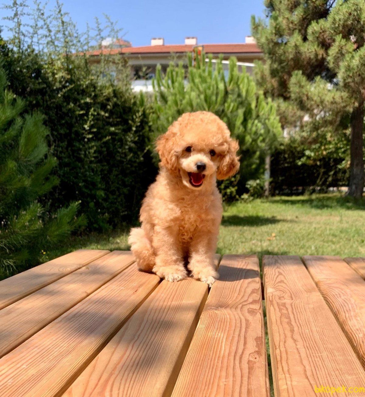 Карликовый пудель абрикос