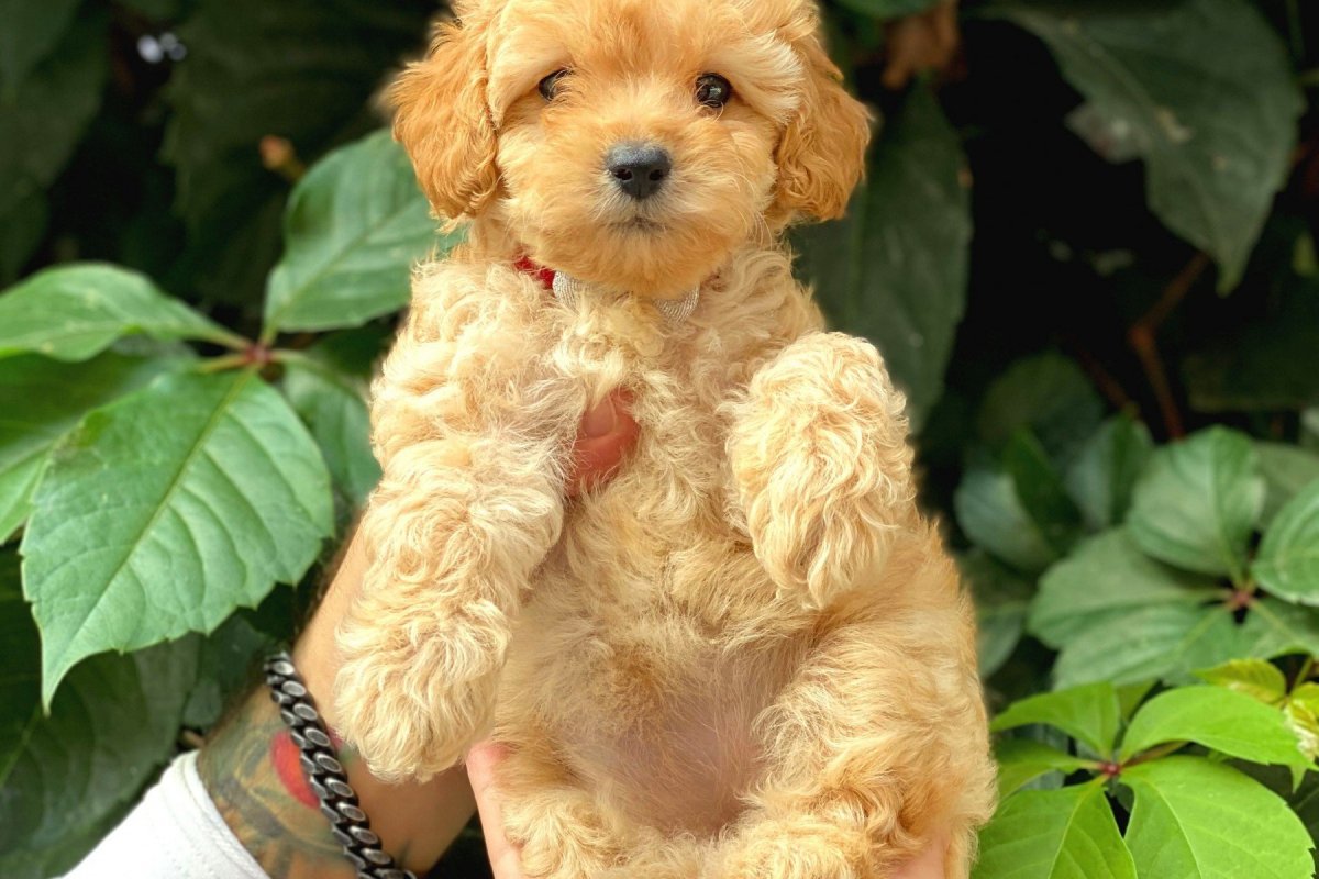 Королевский пудель абрикосовый