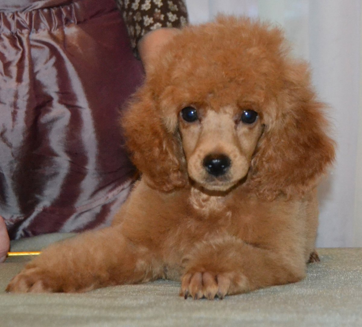 Той пудель абрикосовый окрас