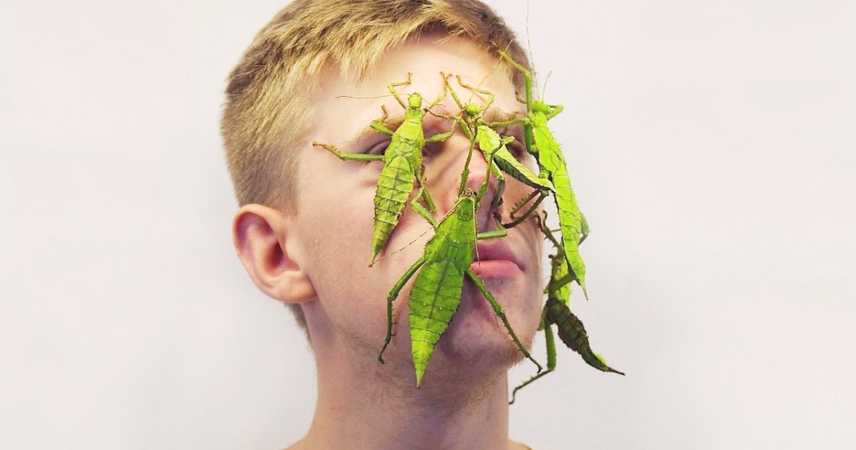 Много Богомолов