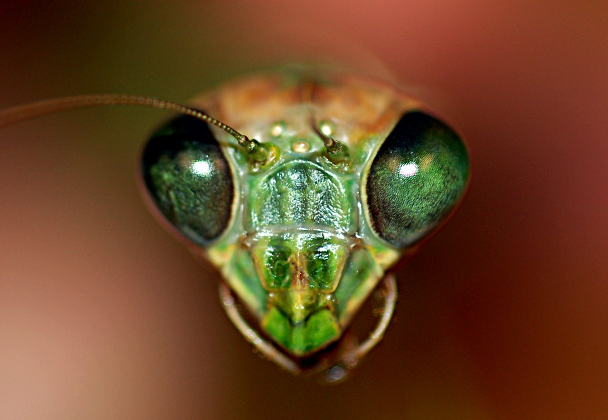 Земляной богомол (Geomantis Larvoides)