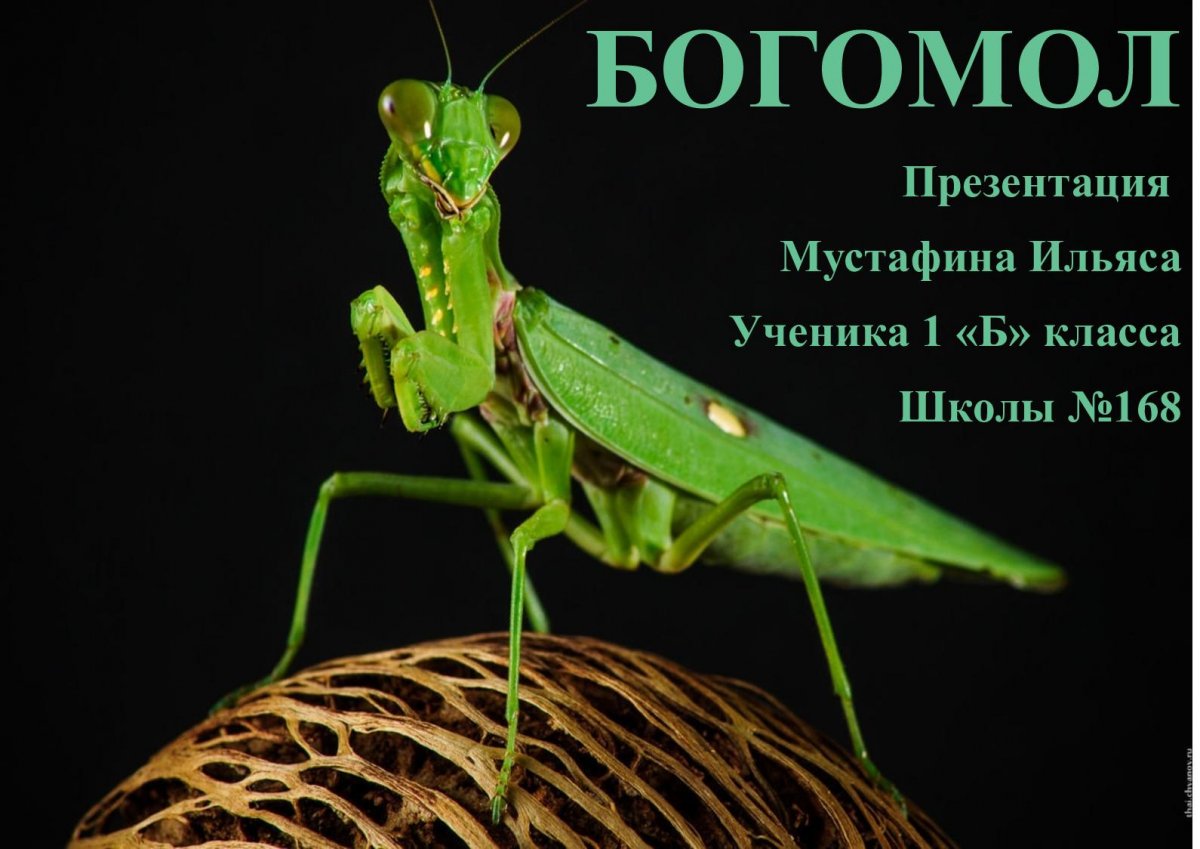 Убить богомола