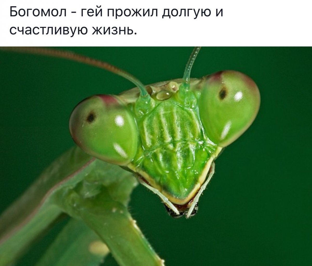 Богомол морда