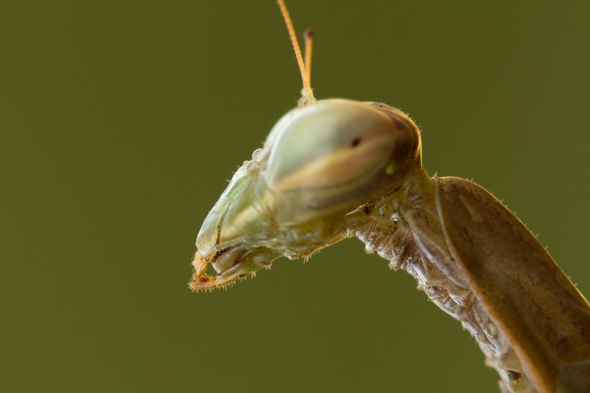 Африканский богомол