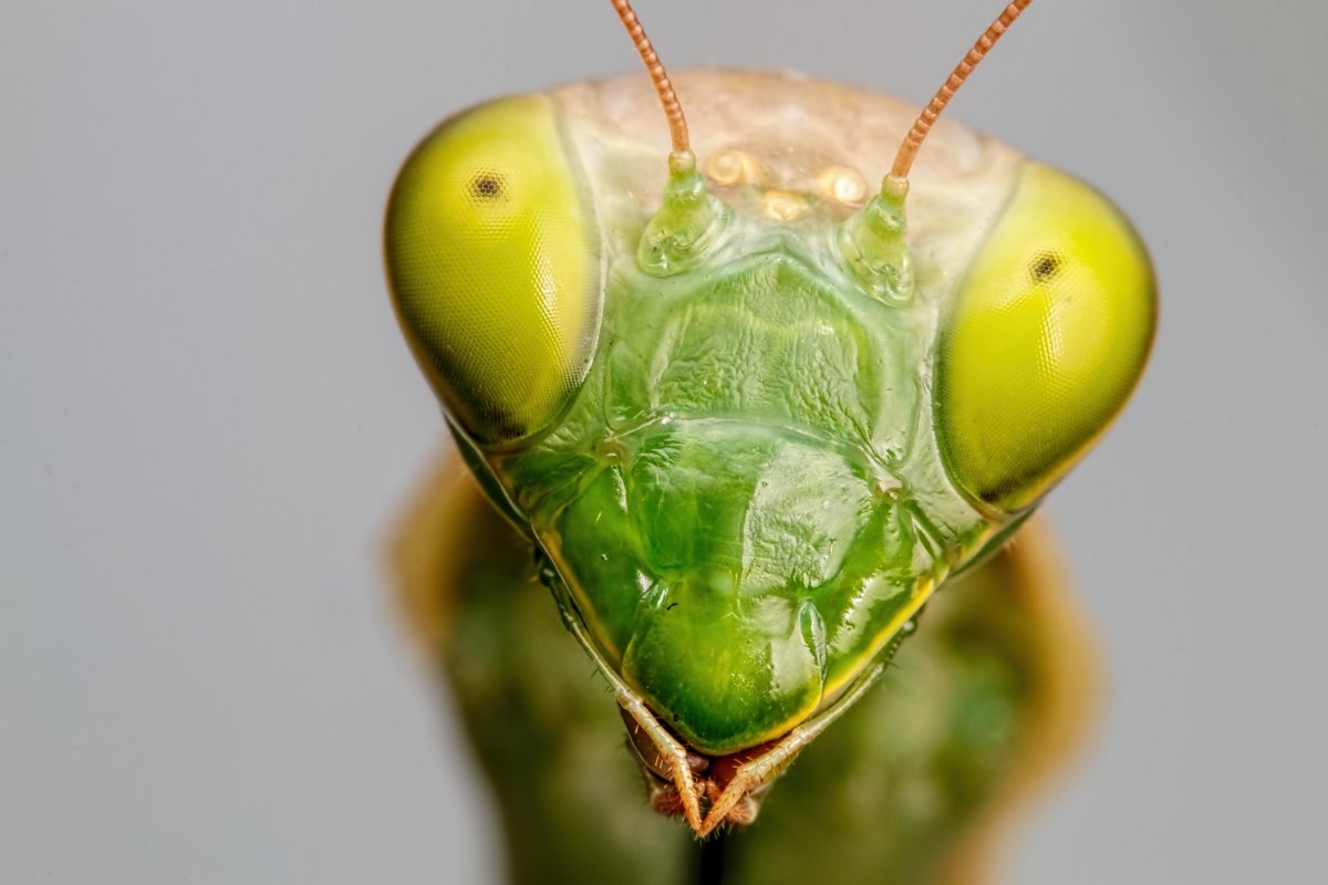 Богомол обыкновенный коричневый