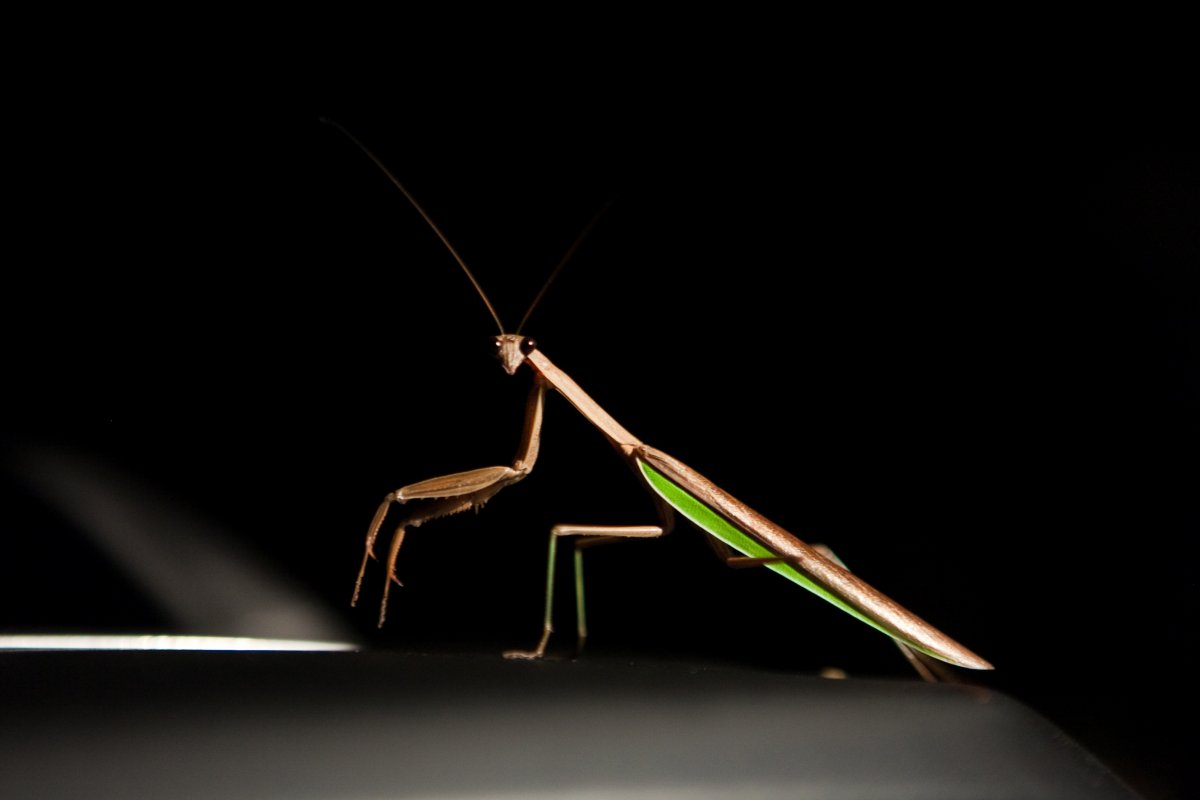 Богомол с капюшоном