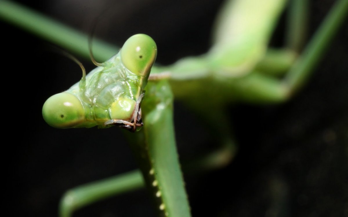 Богомол Мантис(бабочка)