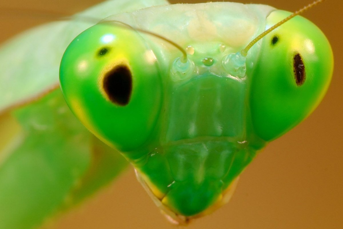 Самка богомола фильм 2004