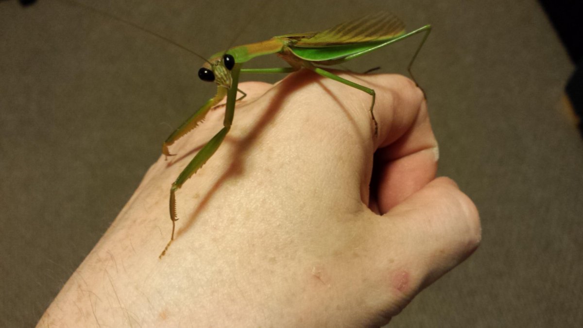 Богомол обыкновенный самец