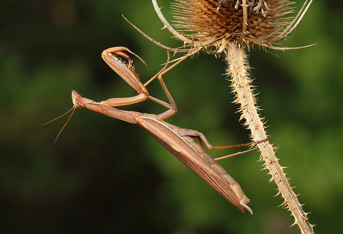 Самка богомола портрет