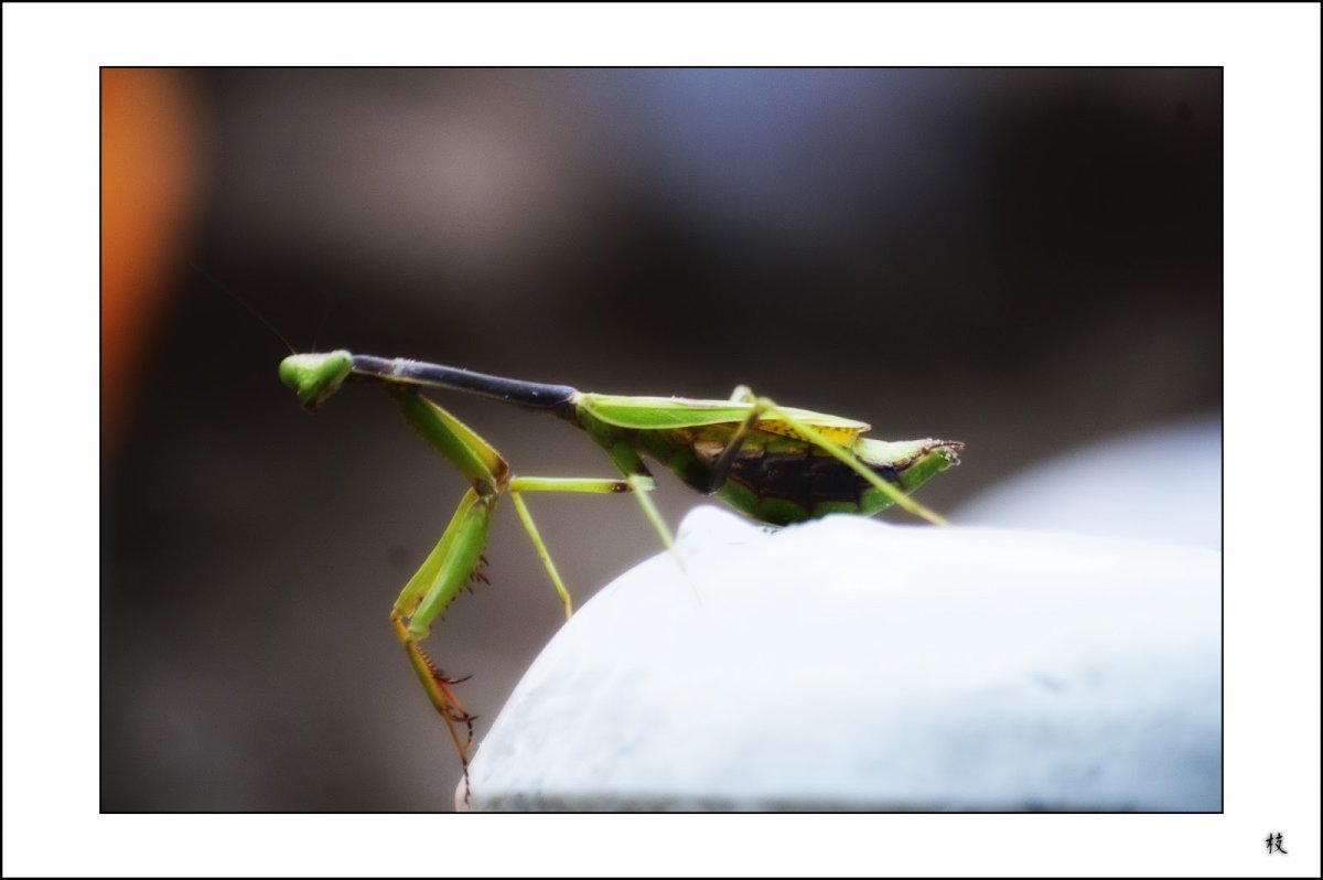 Австралийский богомол
